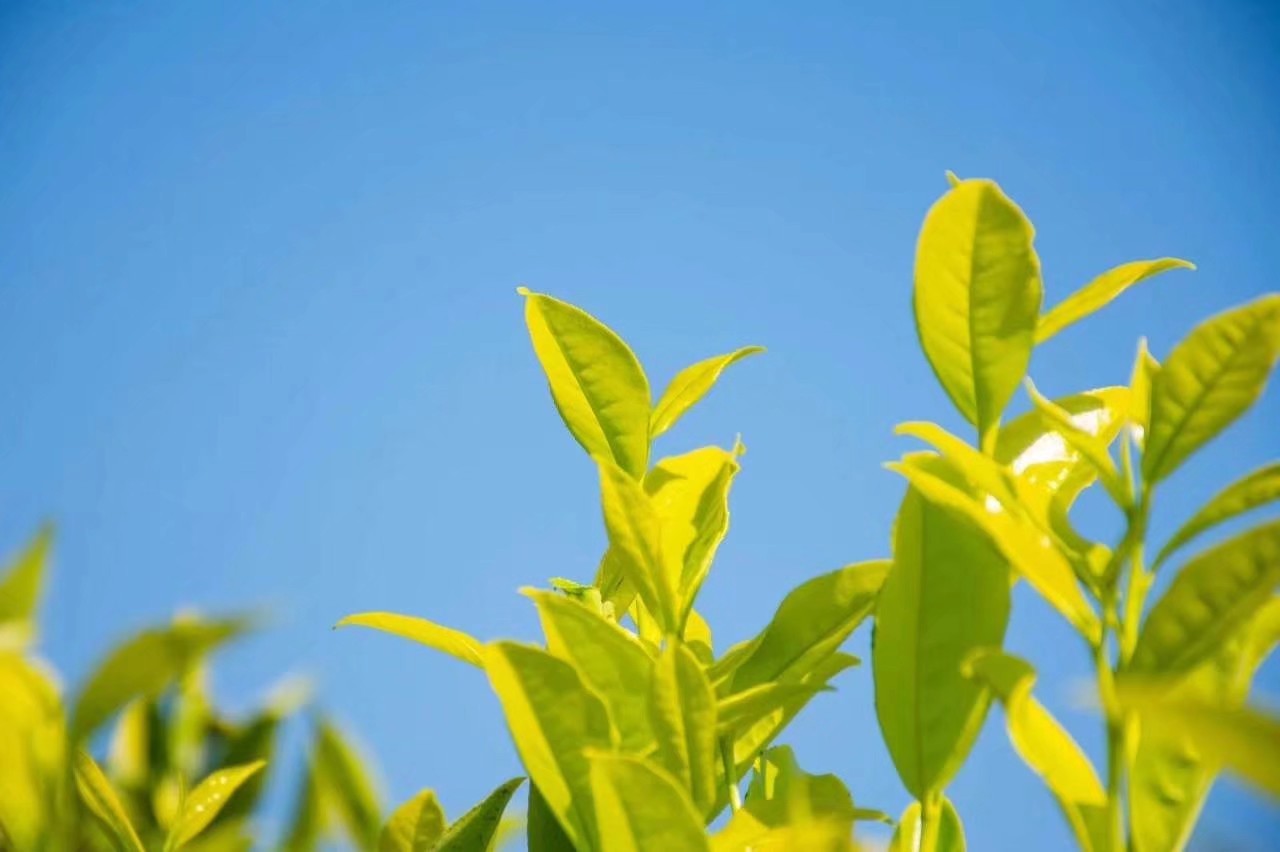 潮州凤凰单丛高香型雪片茶,潮州工夫茶凤凰单丛