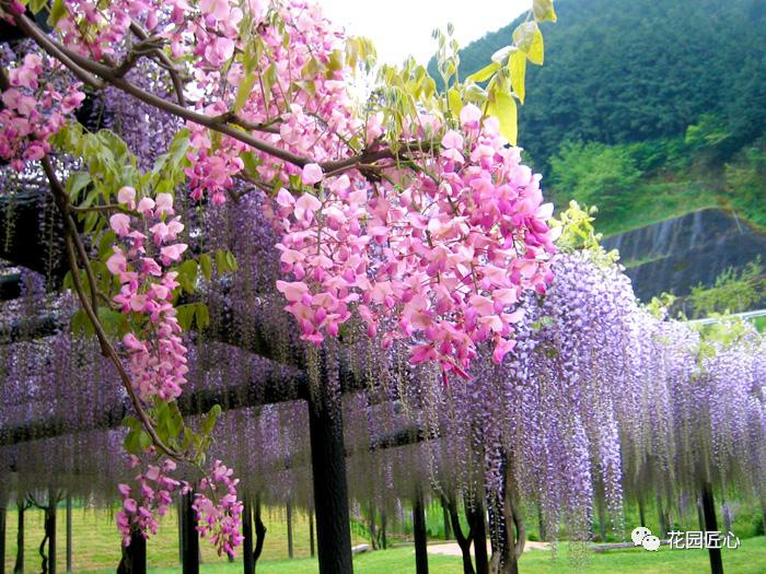 紫藤花开不负春光不负卿什么意思,紫藤花开岁月静好