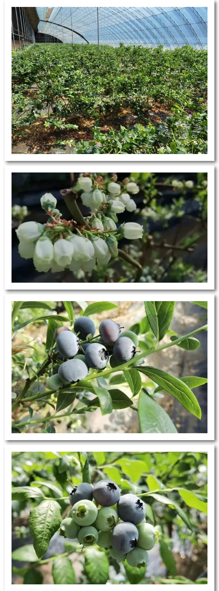 蓝莓推荐广告语,蓝莓宣传广告语四个字