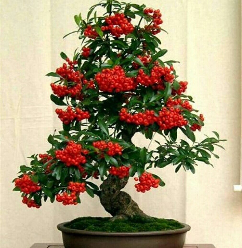 火棘盆景叶子发黑掉叶子怎么回事,火棘盆景能在广东种植开花结果吗