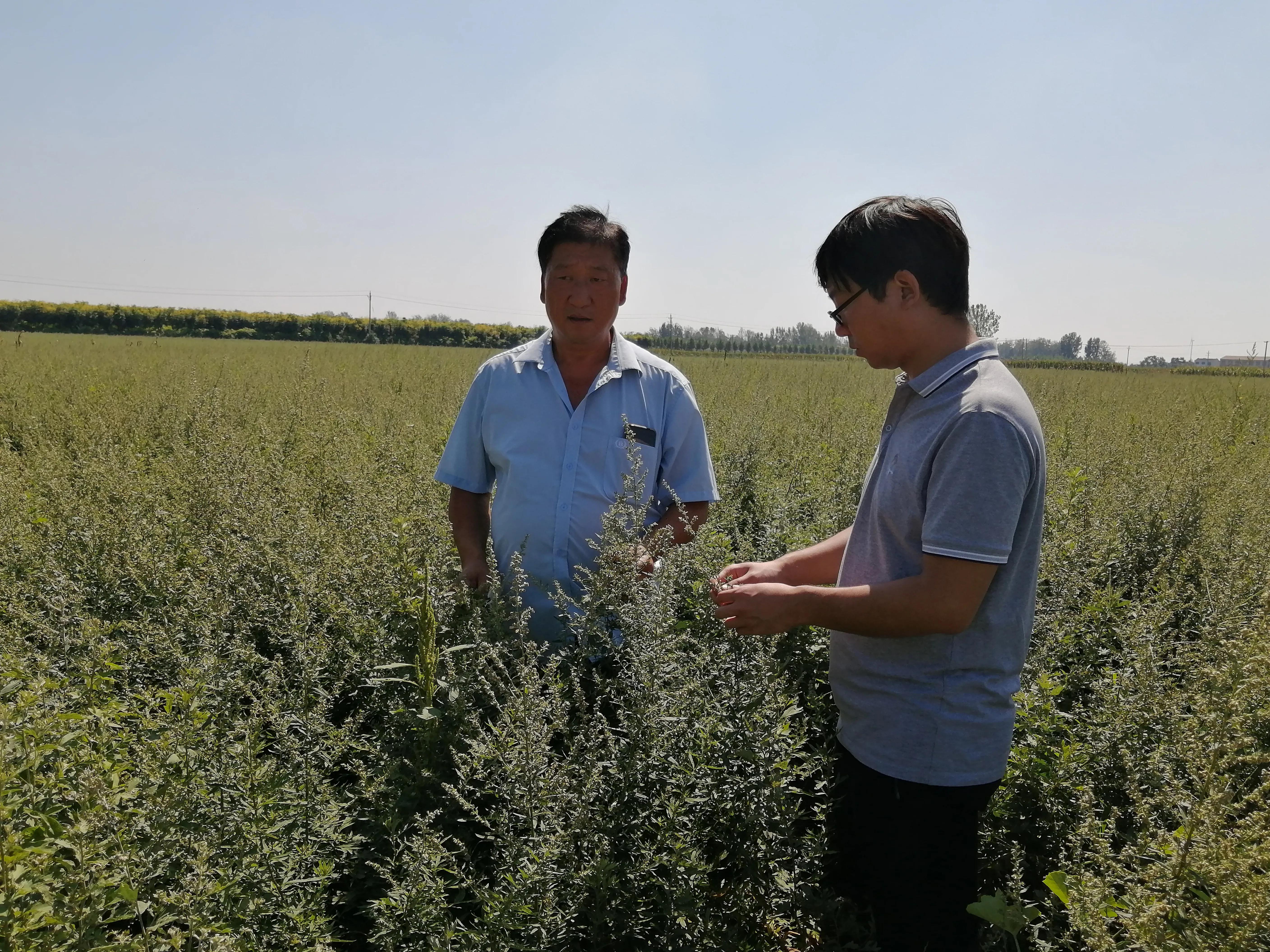 河南许昌：传承中医文化，做强中医药产业