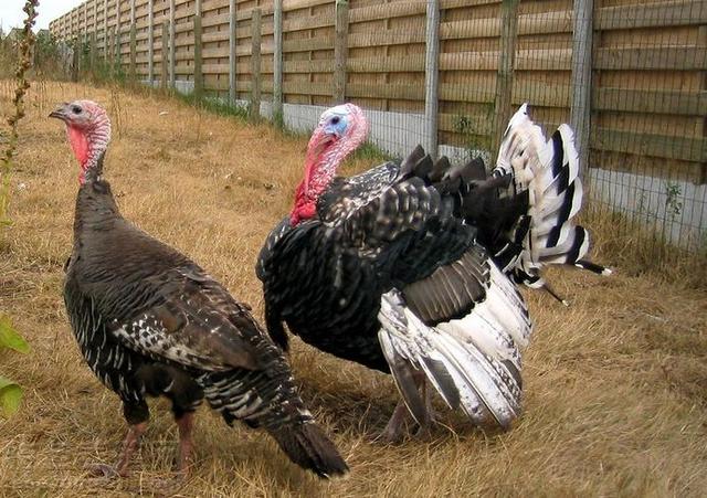 火鸡的养殖技术,火鸡的养殖技术效益探析