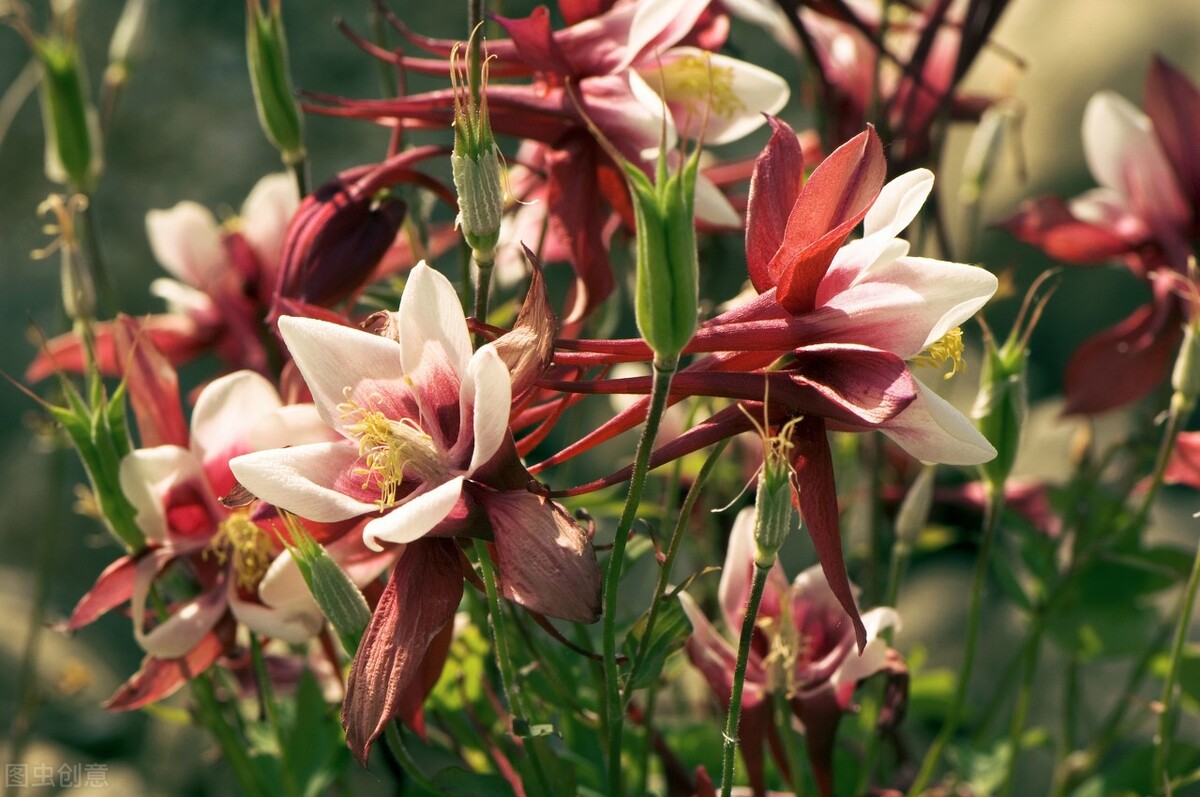 100种常见园林图鉴,列举20类不同的园林花卉