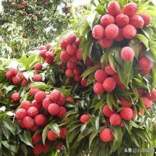 广西钦州水果大全,广西灵山水果