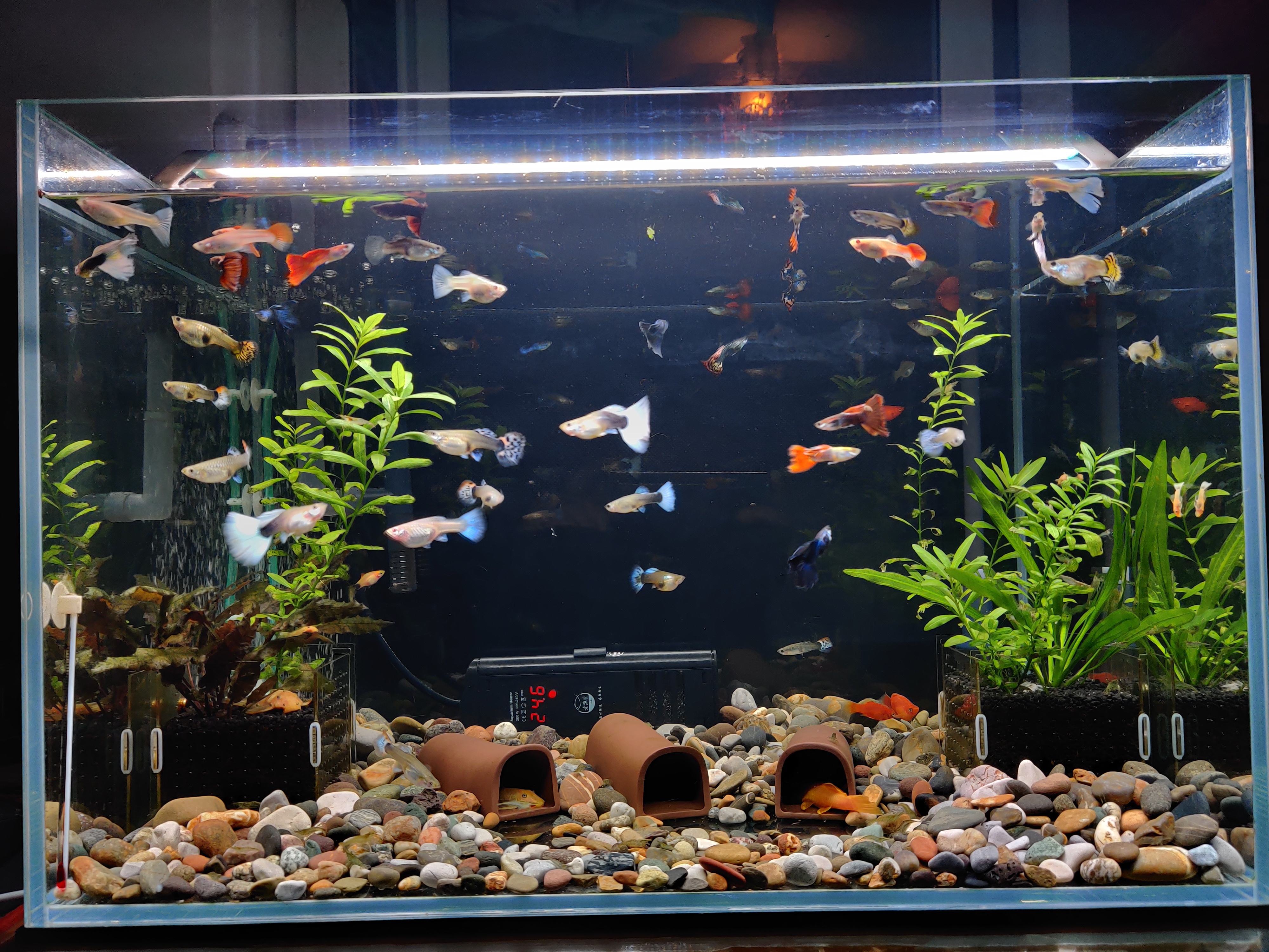 观赏鱼失鳔能活吗,为什么养的观赏鱼总是死