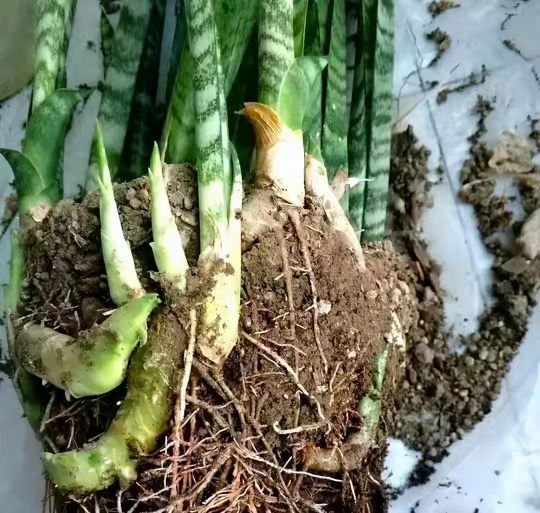 养了很多花只有绿萝最好养,绿萝养死还能养什么花