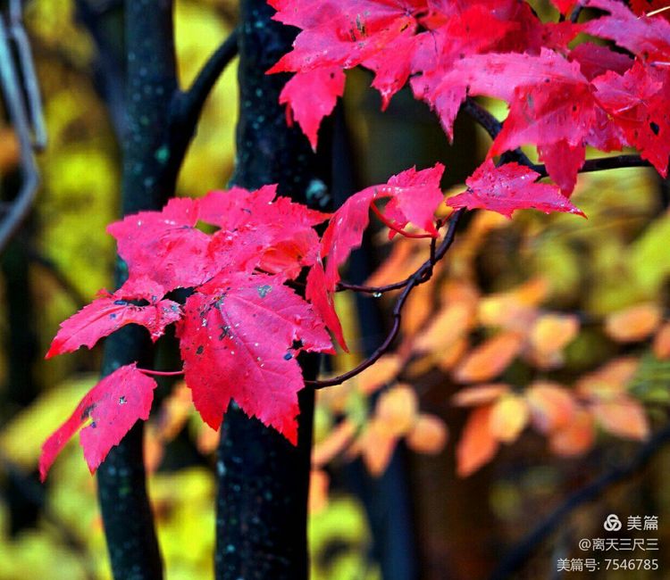 鍖楃編鏋儏閽荤煶姗℃湪,鍖楃編鏋儏鐏攨