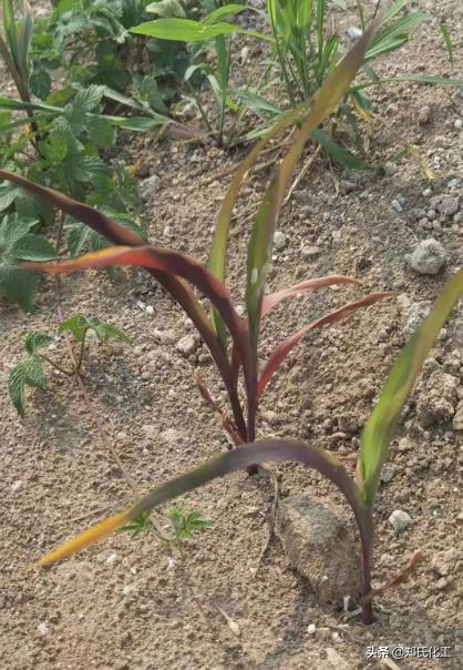 玉米苗发紫怎样防治,玉米移栽后出现紫红色
