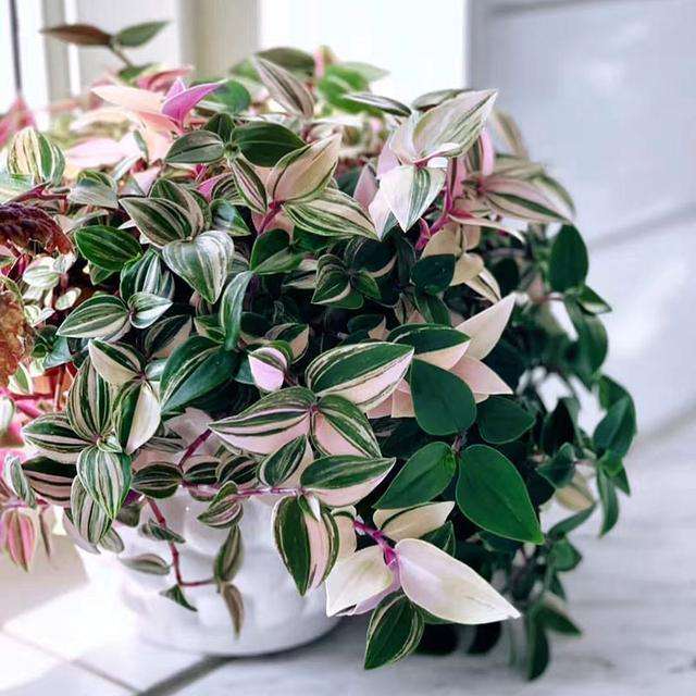 散发清香的易养花卉植物,观叶植物盆栽大全图