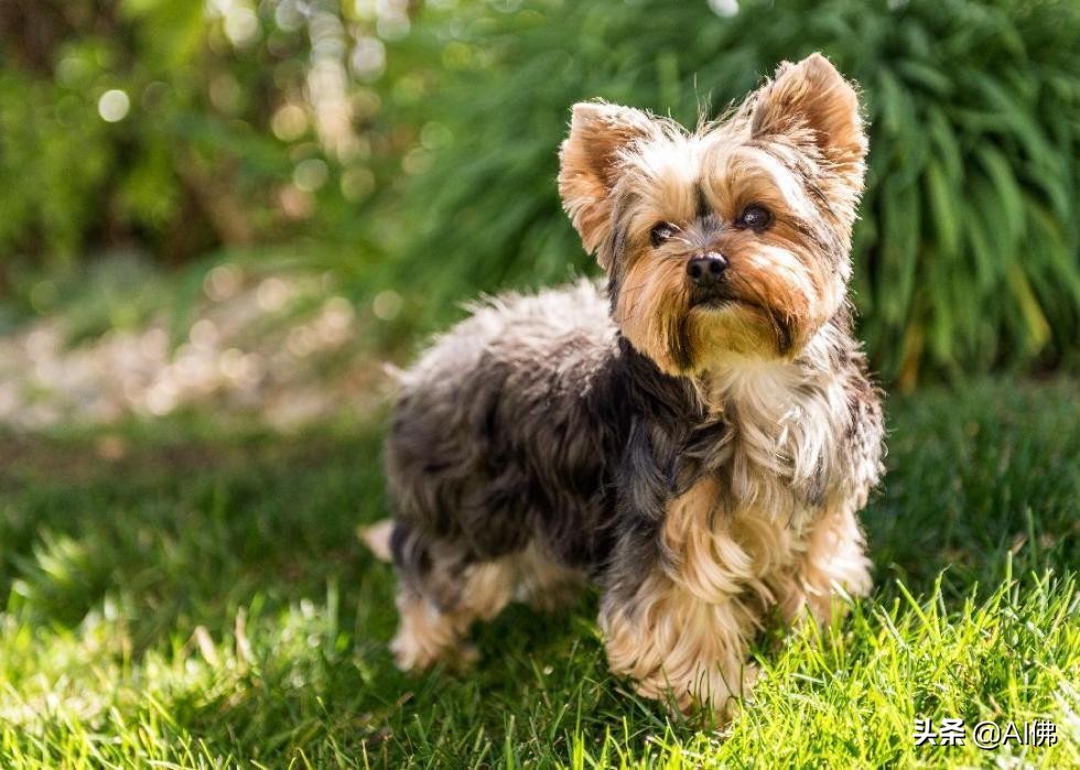 最古老的十大犬种,犬种历史的起源