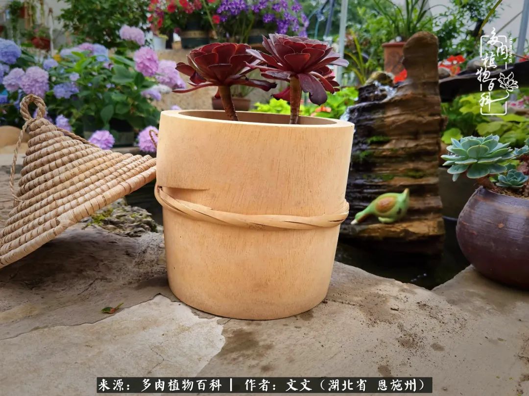 夏季多肉花园图片,初夏多肉花园