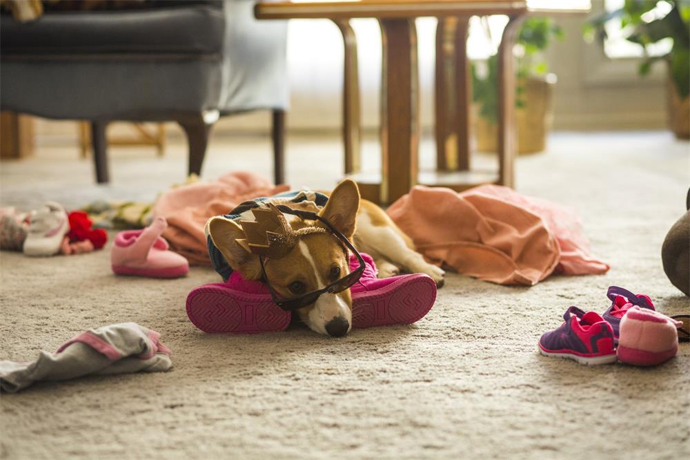 一条狗的使命2贝利最后去哪,一条狗的使命2伊森再次认出贝利