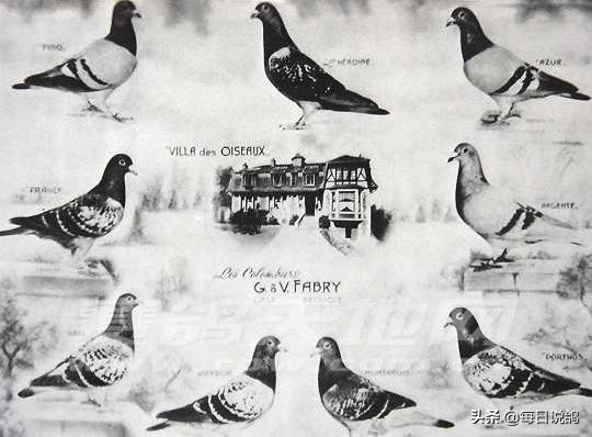 詹森信鸽传奇,詹森最杰出的信鸽