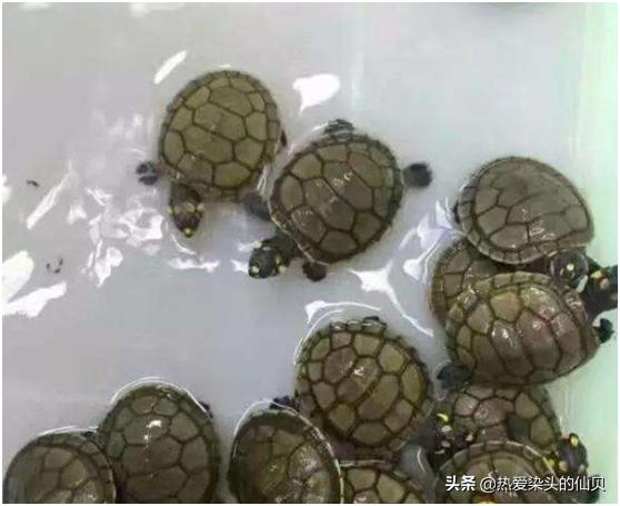 新手养龟一般多久换水,养龟要多久换水一次最好