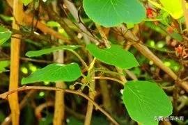 野外生存取饮用水方法,野外生存技巧之野外如何获得水