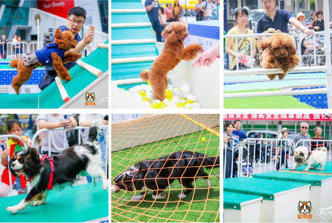 宠物比人吃得好,宠物比人金贵系列