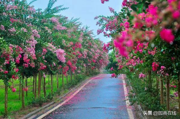 本地大型苗木快速起苗品种齐全,高杆苗木培育技术