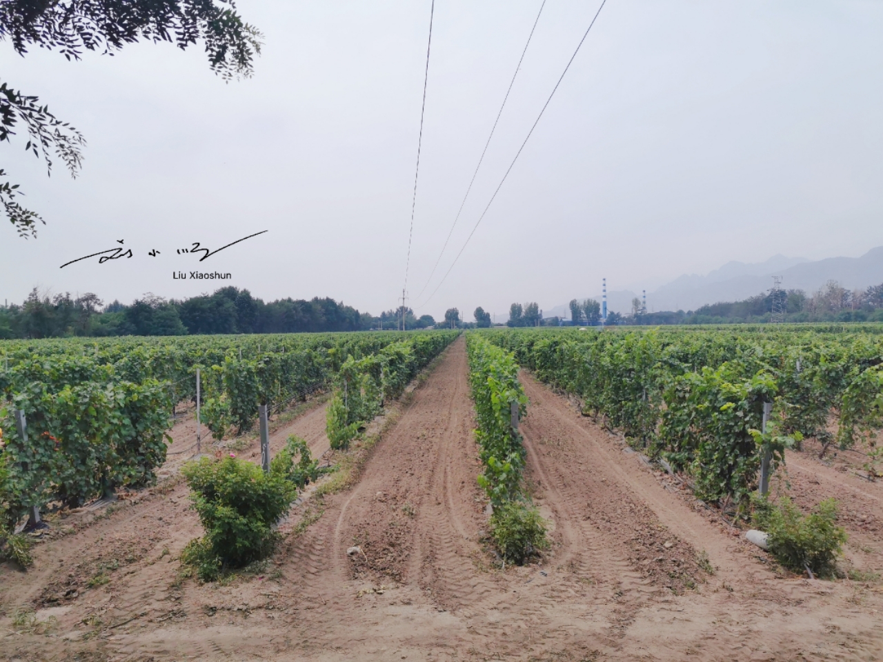 在国内知名度最高的葡萄酒,中国葡萄酒最大的特点在哪里