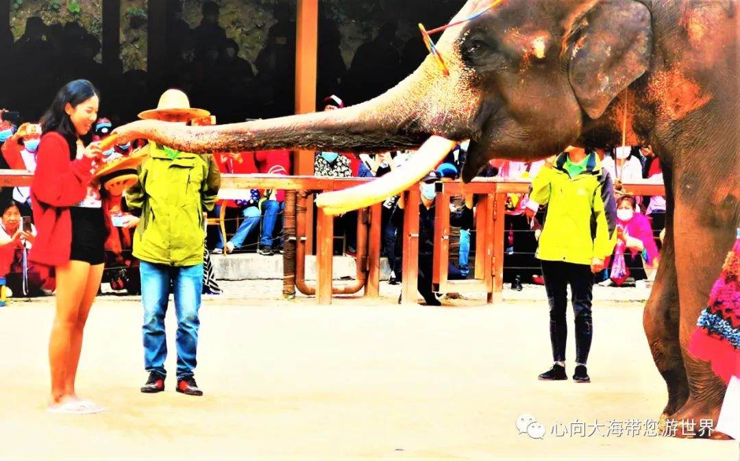 彩云之南版纳行,版纳之旅看大象