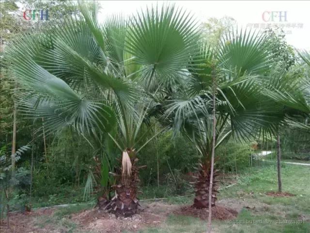 海南常见植物图解视频,海南的树木都有哪些名称