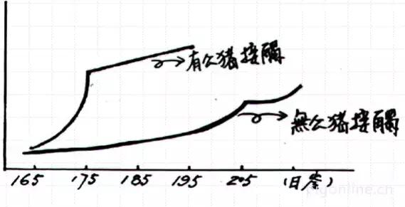 母猪不发情吃什么药,母猪为什么不生崽