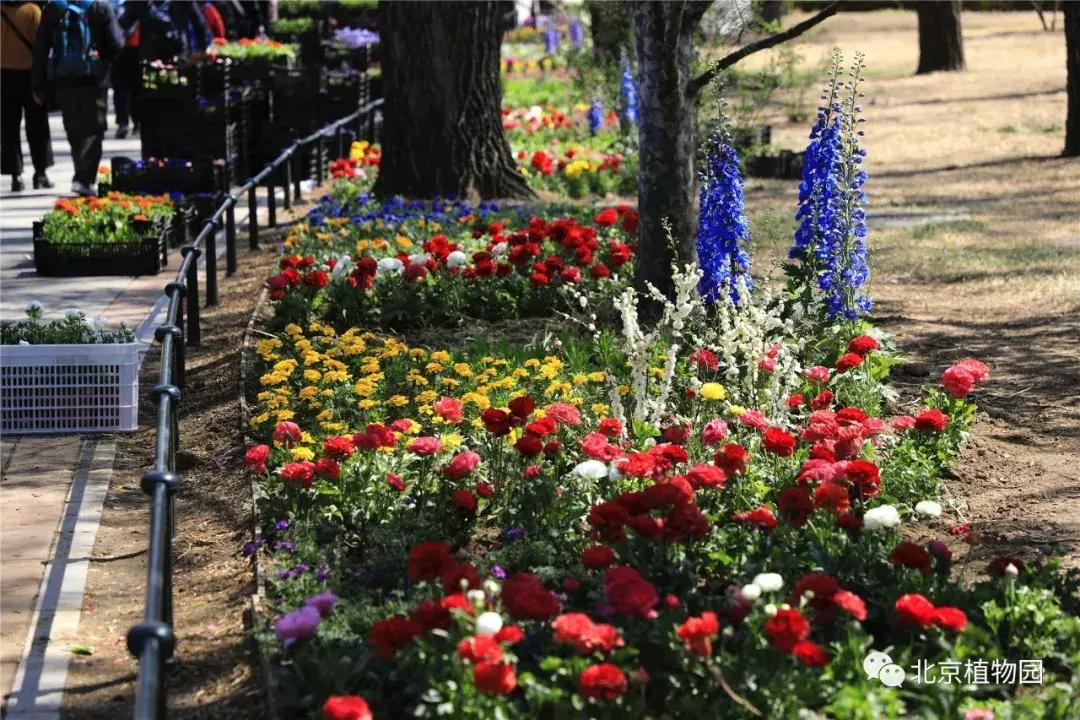 中国科学院植物研究所北京植物园,北京植物园有牡丹花还有什么花