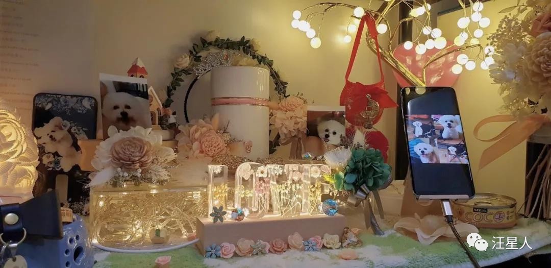 狗狗心脏病突发死亡需要多长时间,11岁的狗狗死了