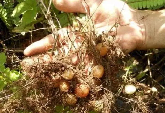 石黄皮肾蕨,野草肾蕨