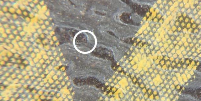 奢侈品鉴定lv圆饼,奢侈品鉴定lv购物袋