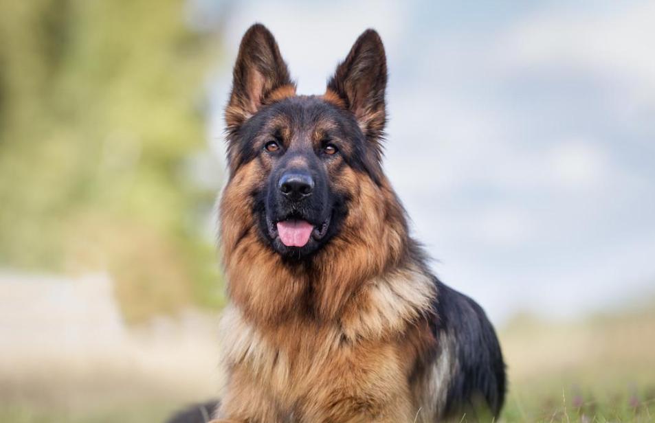 狗狗抵抗力最好的小型犬种,最受欢迎的十种小型狗狗排行榜