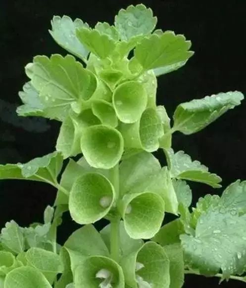 世界顶级奇花异卉,最美奇花异卉