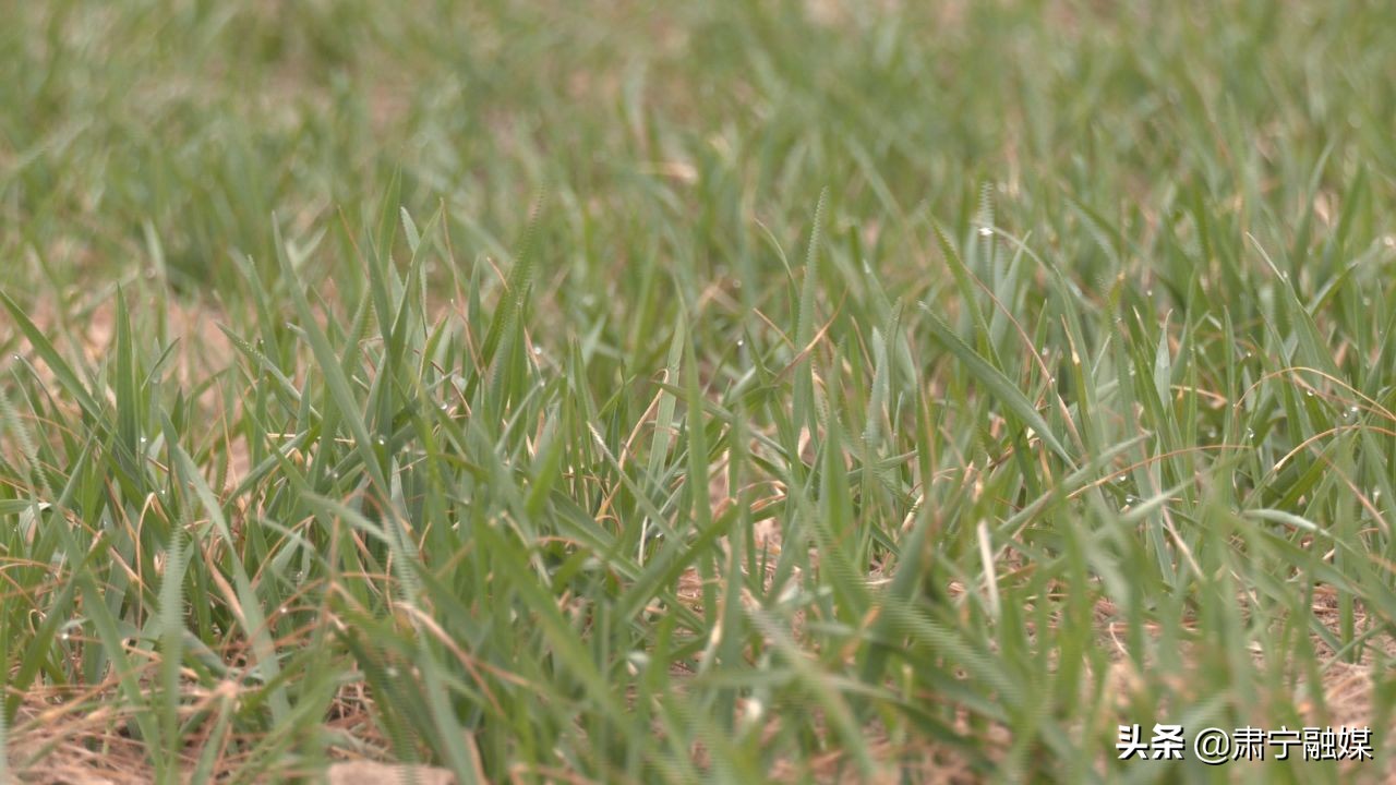 肃宁融媒,肃宁融媒怎么样