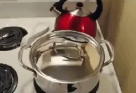 猫咪清凉一夏剃毛视频,夏季猫咪养护方法有哪些