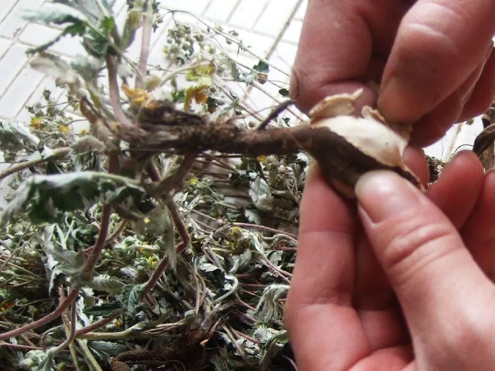 江西农村才有的31种正宗野果,农村100种野果图片带名称大全