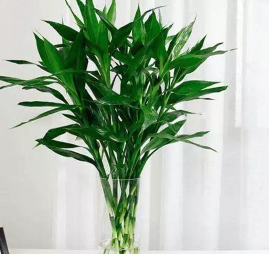 水培富贵竹出现黄叶，常由5方面造成，应及时解决