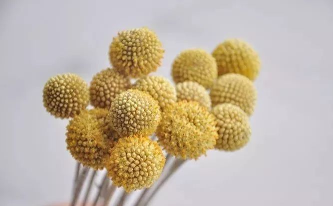 适合做干花的7种花,太阳花切花怎么做干花