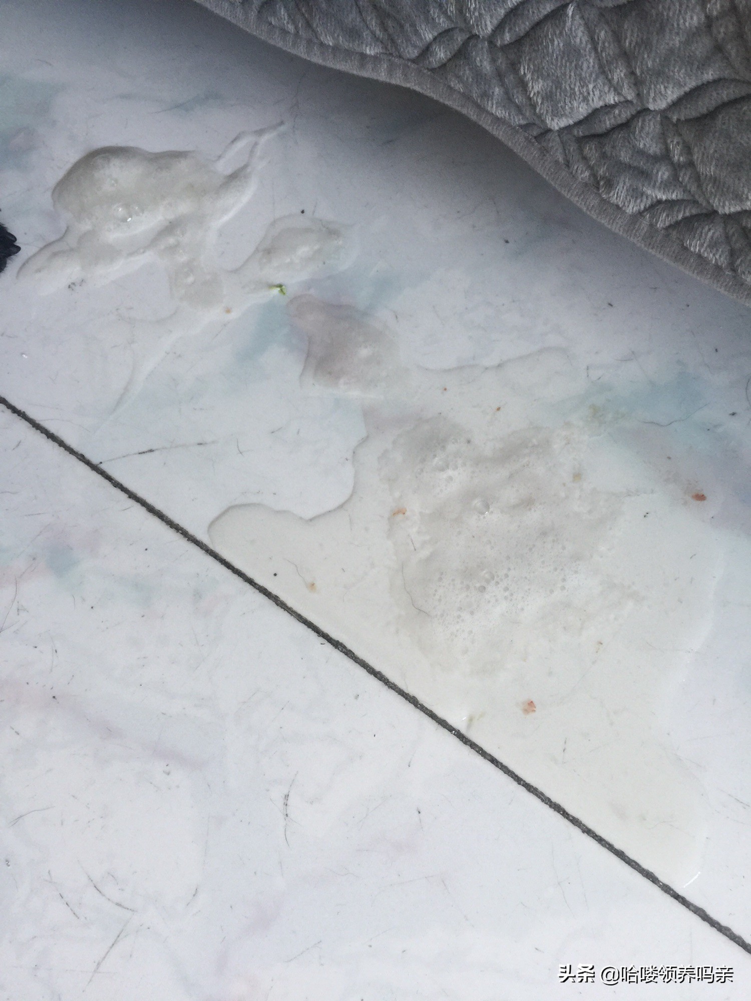 狗狗呕吐的背后，隐藏着多少不为人知的病情？不是每一种都能忽略