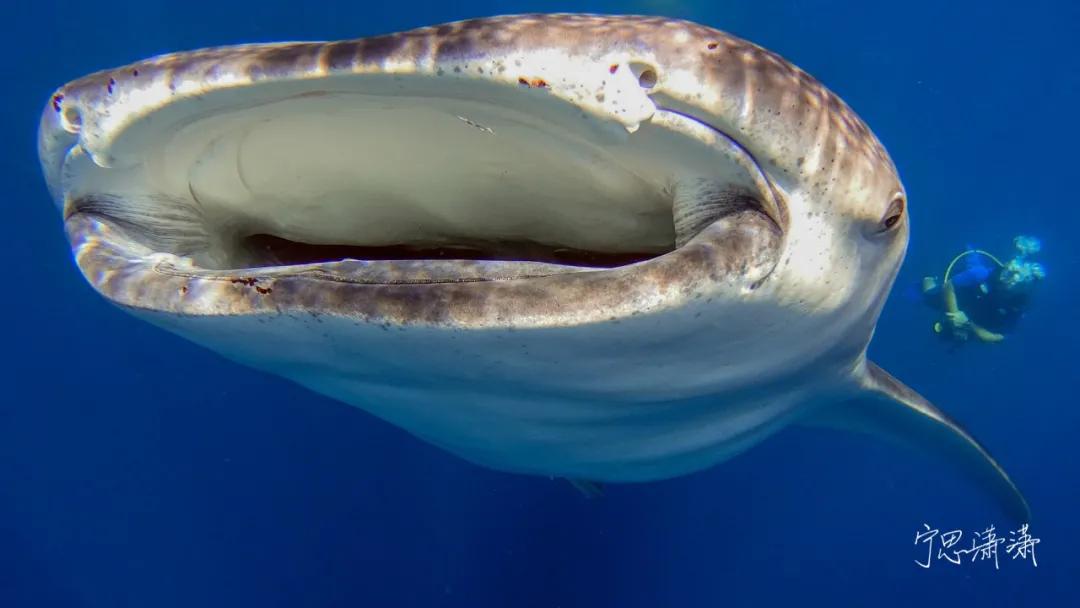 摄影初学者预算两千买什么相机,家用和旅游摄影买什么相机