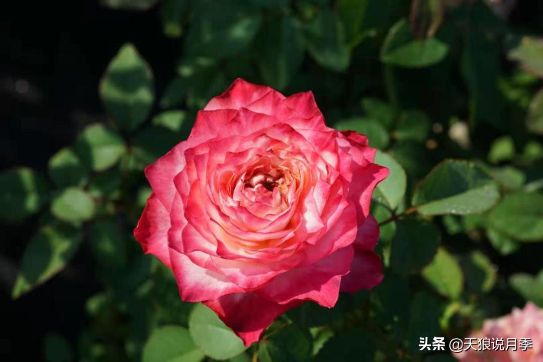 优雅女士月季花,奇葩月季品种图片