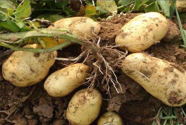 玉米土豆冻害怎么办,土豆霜冻怎样预防