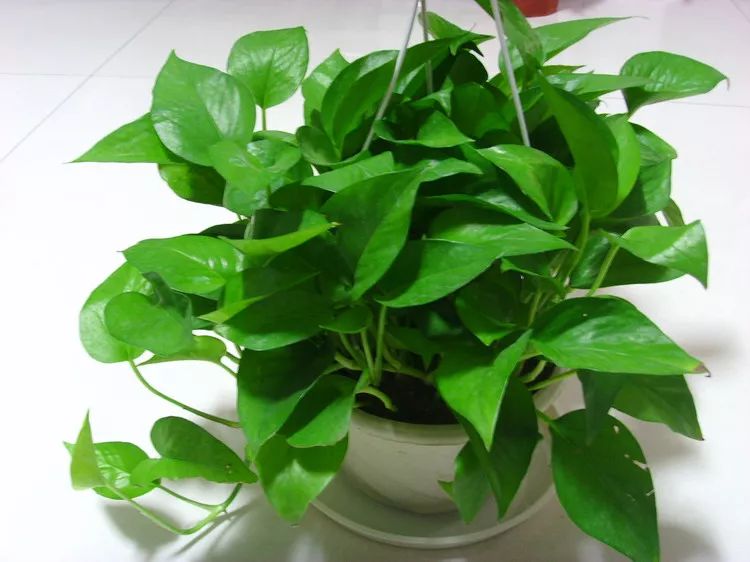 绿萝正确的浇水方法,绿萝浇水的正确方法和步骤