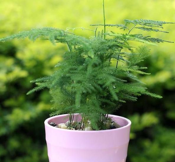 不适合家庭室内养的花与绿植,室内养花什么花最好养又对身体好