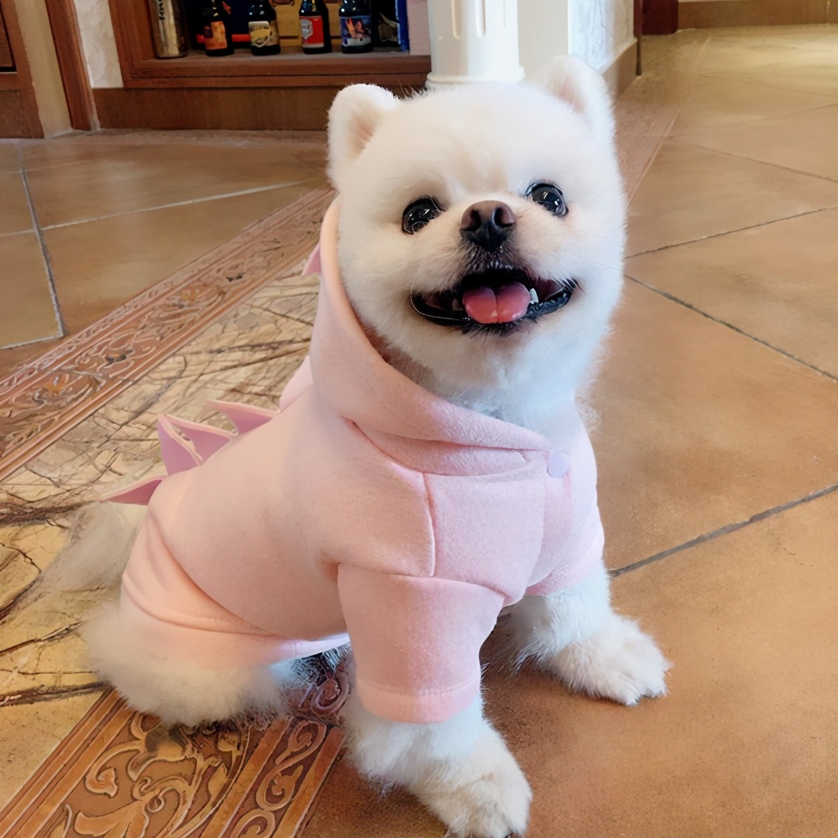 博美养犬指南,一个多月的博美怎么饲养和喂食