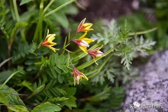 探秘汉中,汉中一村子窜入野生羚牛