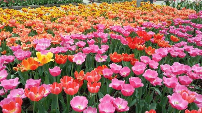 成都周边春天踏青赏花的好地方,成都春季爬山踏青赏花一日游