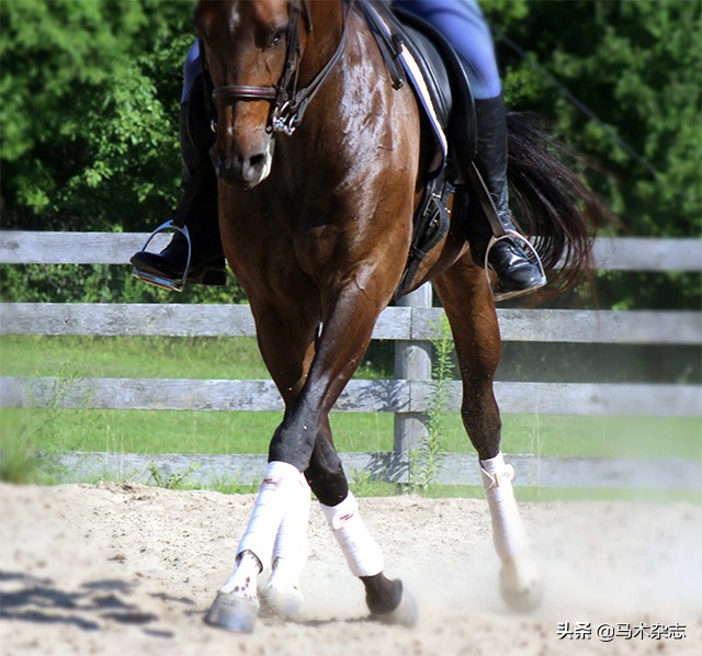 马不听自己话怎么办,为什么马不听话