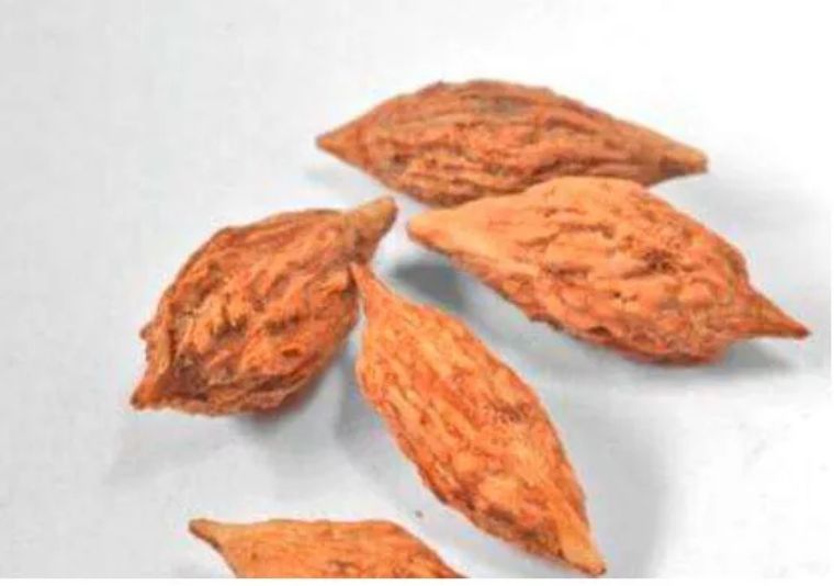 2岁儿童误吞枣核多少天能排出,大人误吞枣核一般几天可以排出