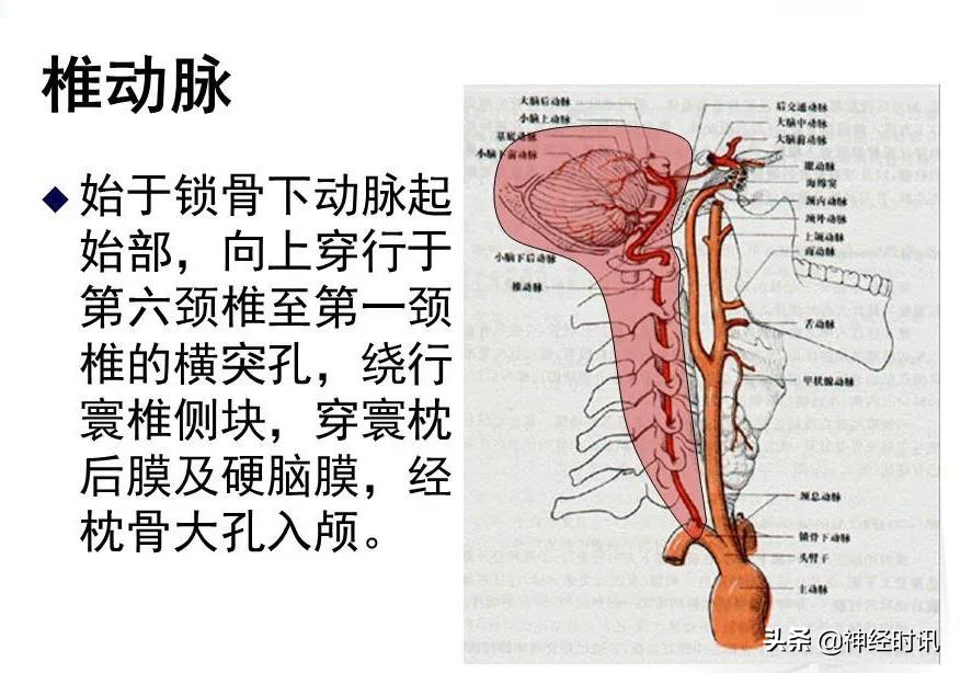脑动脉解剖学讲解,基底节区脑血管解剖