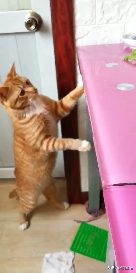 橘猫贪吃偷狗粮,英短胖猫偷吃搞笑视频