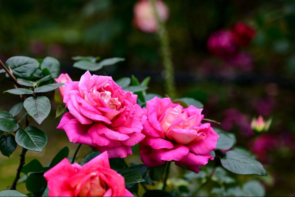 玫瑰花花期多长一年四季都开花么,玫瑰花种子发芽到开花的全过程
